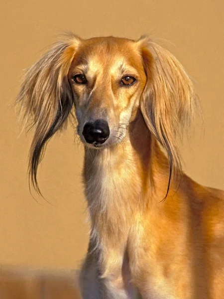 Bonito saluki cão retrato closeup — Fotografia de Stock