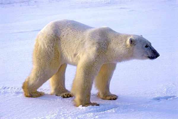 Niedźwiedź polarny, duży samiec stojący na lodzie tundry, obserwujący. — Zdjęcie stockowe