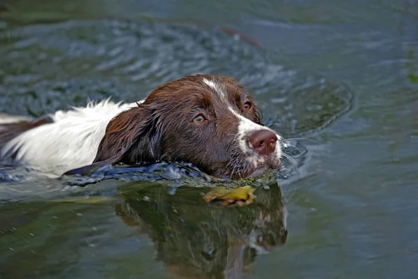 English Springer Spaniel dog swimming.