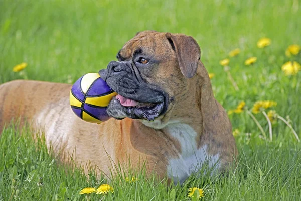 ボクサー男性犬で座っている牧草地保持ボールで口 — ストック写真