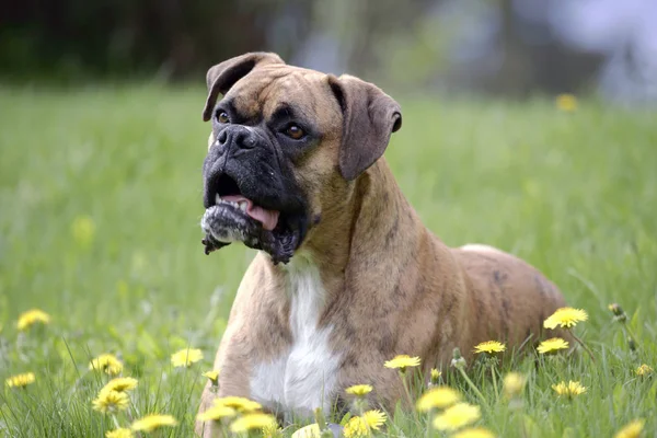 Boxer Dog ležící v zelené trávě se žlutými květy, sledující — Stock fotografie