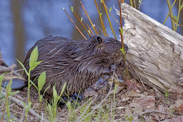 Beaver at edge of pond feeding willow twigs. — Stock Photo, Image