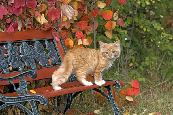 Curioso Ginger tabby Gatinho de pé no banco, olhando . — Fotografia de Stock