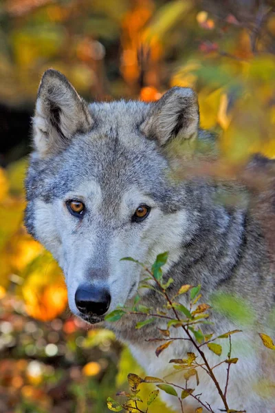 Wilk w lesie, obserwujący. — Zdjęcie stockowe