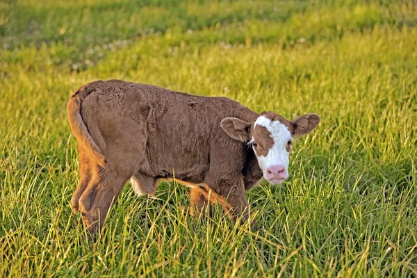 Bonito Angus Hereford Bezerro em um prado de grama verde — Fotografia de Stock