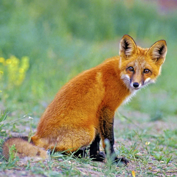 Молодой Рыжий Фокс Сидит Траве Смотрит Интересуется Vulpes Vulpes — стоковое фото