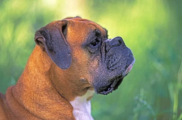 Perfil Retrato de um belo Boxer Dog . — Fotografia de Stock