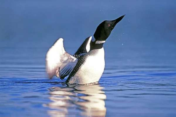 Great Northern Diver  wings spread, shacking off water after diving.
