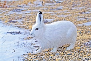 Arctic Hare standing in tundra, Hudson bay, Canada clipart