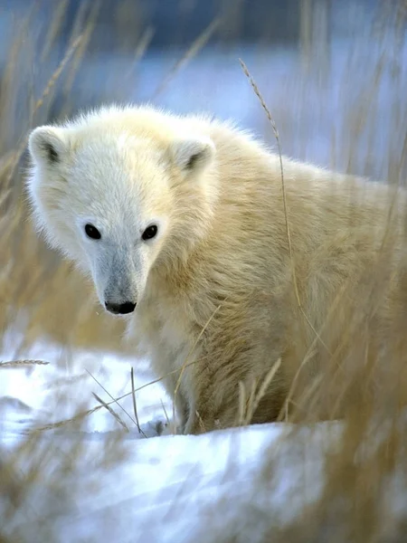 Niedźwiedź polarny Cub w trawie tundry patrząc, portret — Zdjęcie stockowe