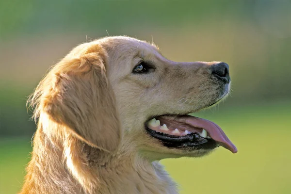 美丽的金毛猎犬的头. — 图库照片