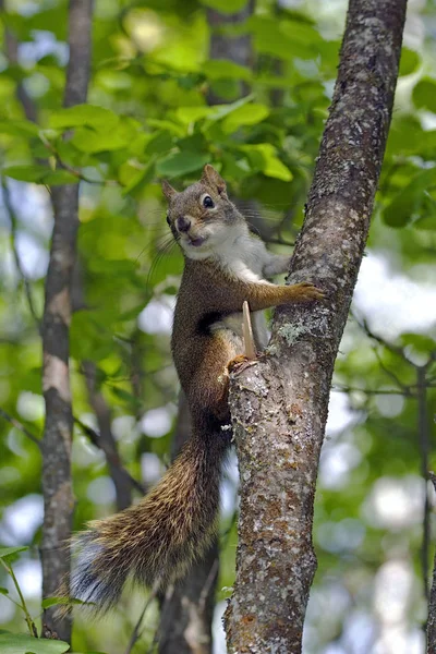 Curiosa ardilla roja en el árbol, mirando . — Foto de Stock