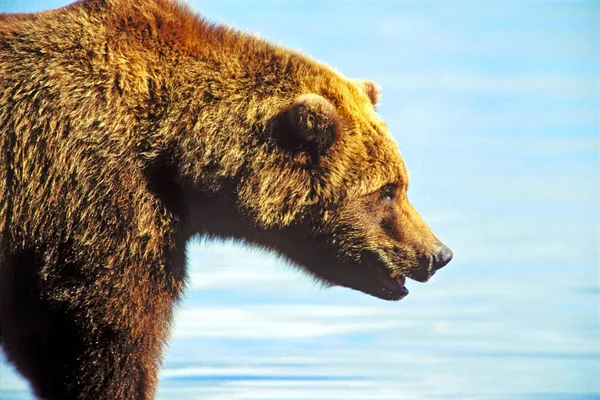 Grizzly Bear spacerujący długą wodą, zbliżenie — Zdjęcie stockowe