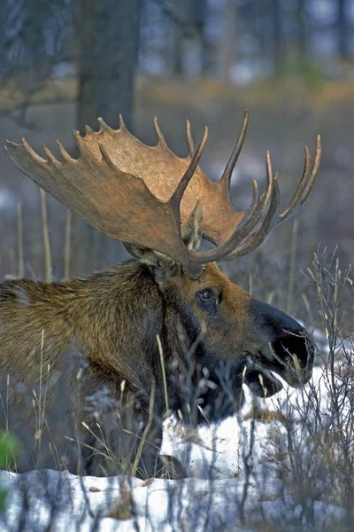 Big Bull Moose rustend in het bos — Stockfoto