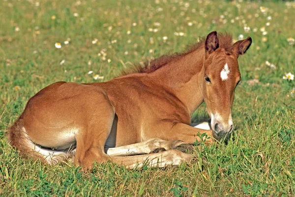 Cute Quarter źrebak koni odpoczynku na łące wiosna. Zdjęcie Stockowe