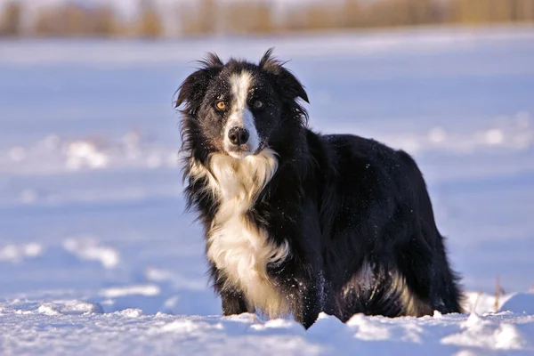 Playful Border Collie standing in deep snow, looking