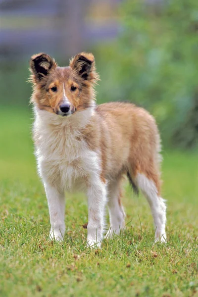 Cute Shetland szczeniak owczarek na zielonej trawie. — Zdjęcie stockowe