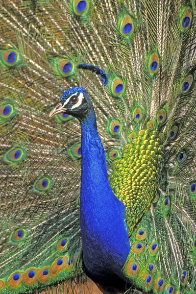 Portrait of a beautiful male Peacock showing courtship display. — 스톡 사진