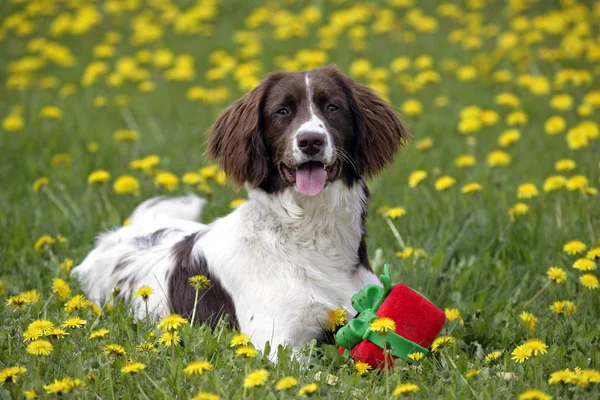 Angielski Springer Spaniel z zabawką leżącą na wiosennej łące, oglądającą. Obraz Stockowy