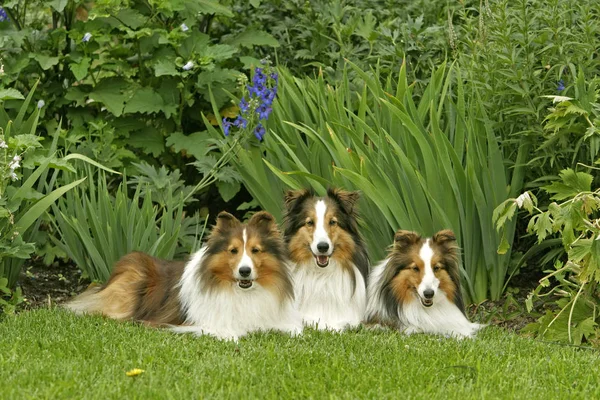 Három Sheltie Dogs feküdt együtt a fűben. Stock Kép