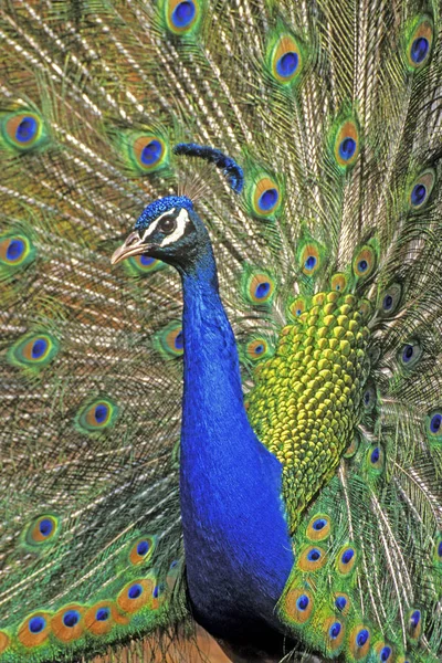 Portré egy gyönyörű férfi Peacock bemutató udvarlás. Jogdíjmentes Stock Fotók