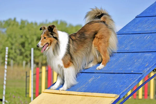 Shetland Sheepdog Agility tanfolyamon. Jogdíjmentes Stock Képek