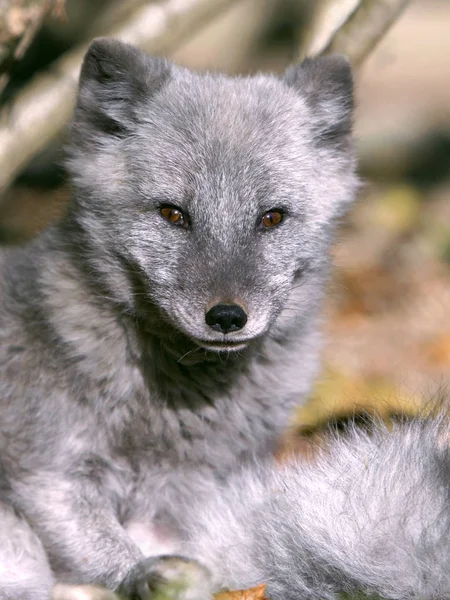 Portrait of an Arctic Fox in summer coat. — Stockfoto