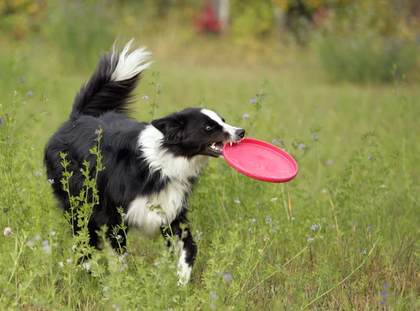 Border Collie in a meadow playing with disc toy. — Stock Photo, Image