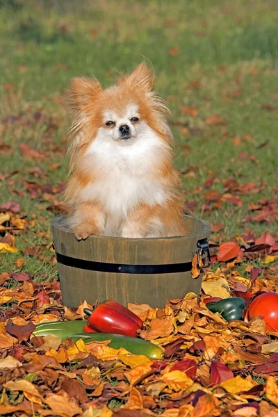 Pomeranian Sentado Balde Madeira Outono Folhas Coloridas — Fotografia de Stock