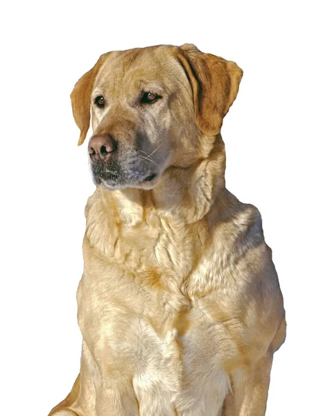 Žlutý Labrador Retrívr Sedí Portrét Izolovaný Bílém Pozadí — Stock fotografie