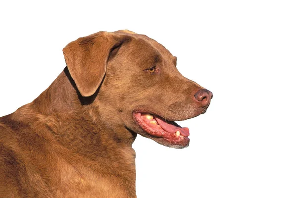 Chesapeake Bay Retriever Portré Profil Fehér Stock Kép