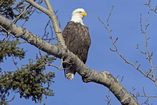 美丽而成熟的秃鹰坐在蓝天下的树上 — 图库照片