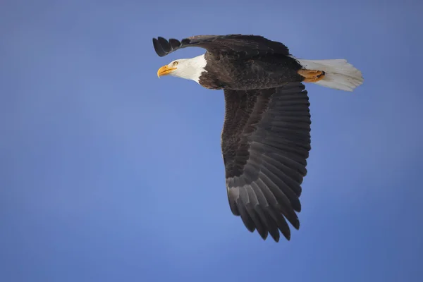 Bela Águia Careca Voo Céu Azul Escuro — Fotografia de Stock