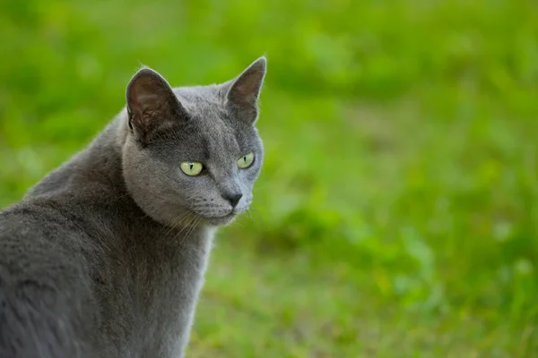 Gato Cinzento Jovem Com Belos Olhos Livre Close Retrato — Fotografia de Stock