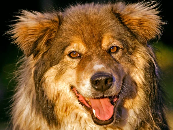 Bela Malamute Cruz Cão Sorrindo Retrato Close — Fotografia de Stock