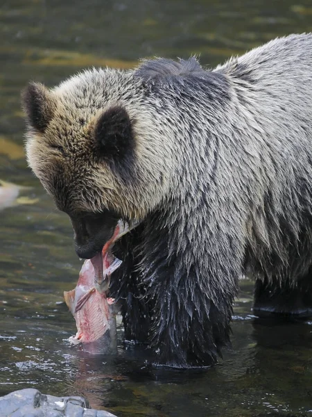 Młody Niedźwiedź Grizzly Rzece Jedzący Łososia Sockeye — Zdjęcie stockowe