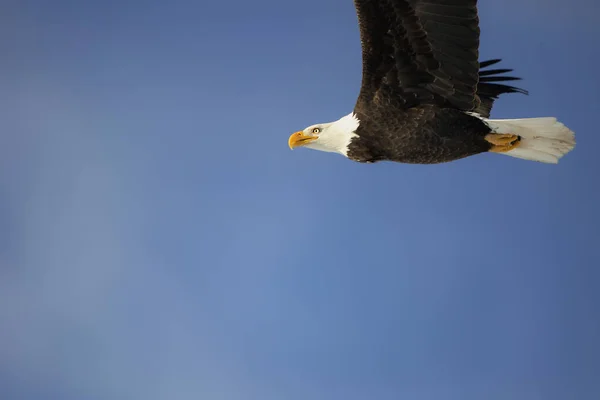 Hermoso Águila Calva Vuelo Cielo Azul Oscuro —  Fotos de Stock