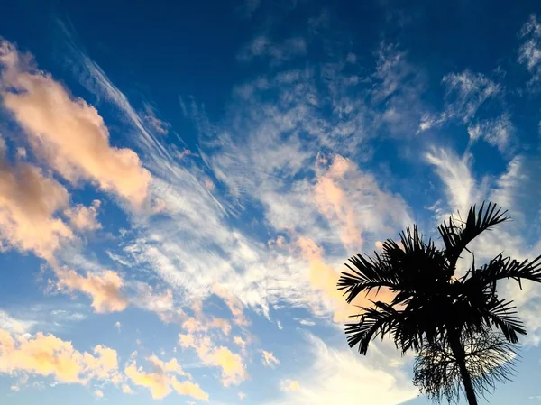 Palmy i błękitne niebo ciemne — Zdjęcie stockowe