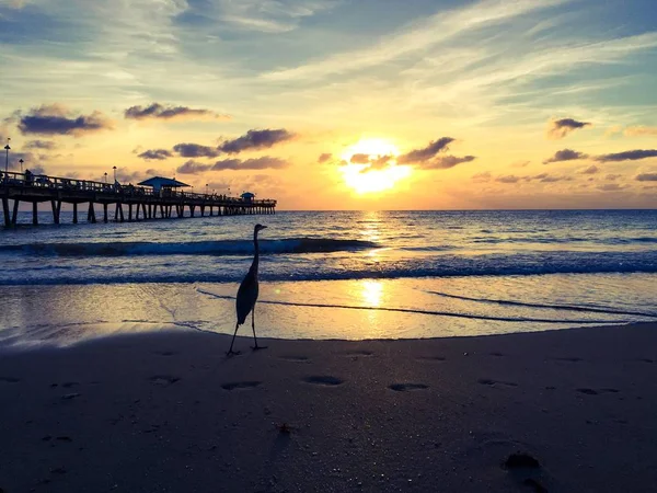 Cigogne sur la plage du lever du soleil dans un style vintage — Photo