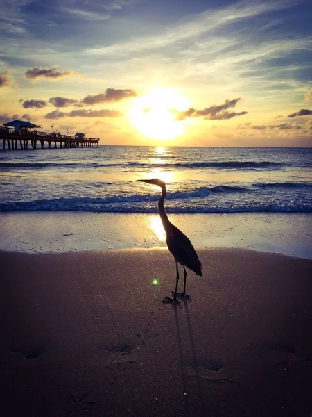 Silhueta de cegonha na praia do nascer do sol em estilo vintage — Fotografia de Stock