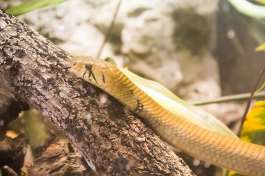 Cribo, arka plan bulanık ile sarı yılan