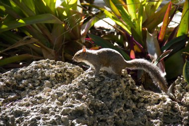 Bir kaya ve arka plan bitkilerde sincap