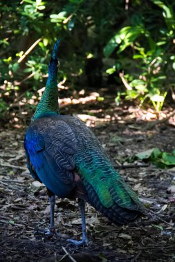 Yeşil Peafowl arkasında bulanık arka plan ile yere yürüyor