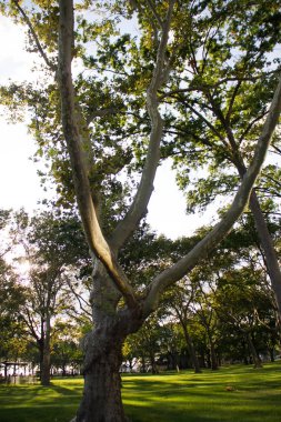 Büyük ağaç üzerinde yeşil alan gün batımından önce park