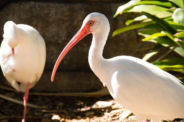 Bir tarafı beyaz Ibis kuş ile arka plan bulanık