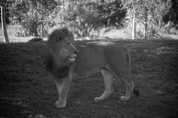 Lion regarde le côté droit dans un style noir et blanc — Photo