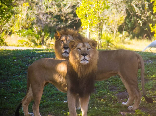 Dos leones en el suelo bajo la sombra de un árbol — Foto de Stock