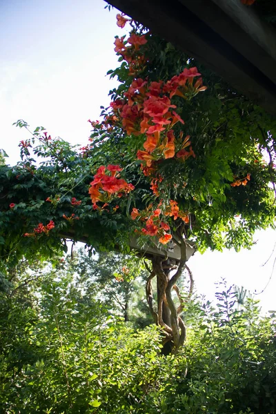 Fiori rossi e piante verdi alla luce del giorno — Foto Stock