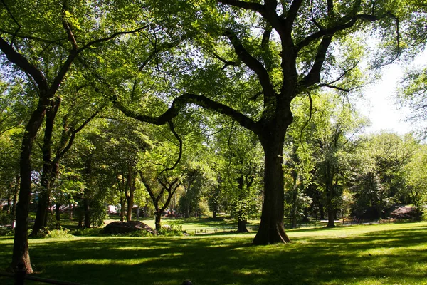 Ağaç ve otların alan ışığında Park — Stok fotoğraf