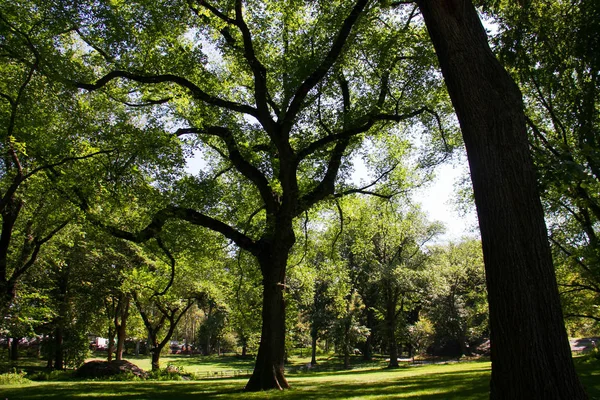 Gün ışığından yararlanma parkta ağaçların — Stok fotoğraf